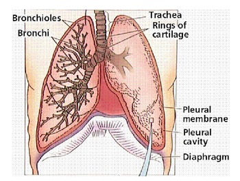 Respiratory System  on The Respiratory System Powerpoint   Andrea Taktak
