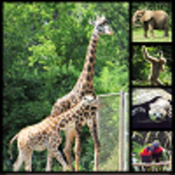  Animals Pictures on Zoo Animal Pictures For Products Or Instruction